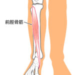 前脛骨筋