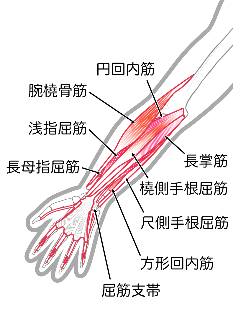 前腕屈筋群