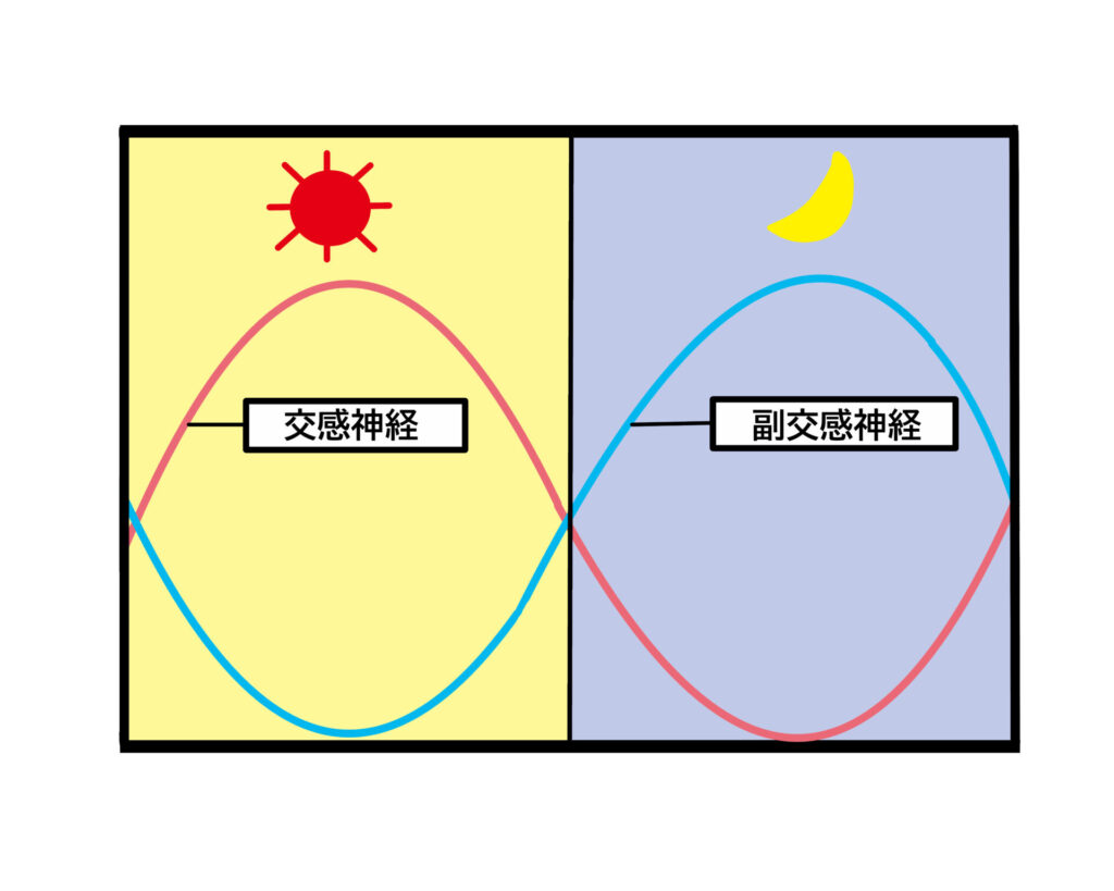 自律神経のバランス