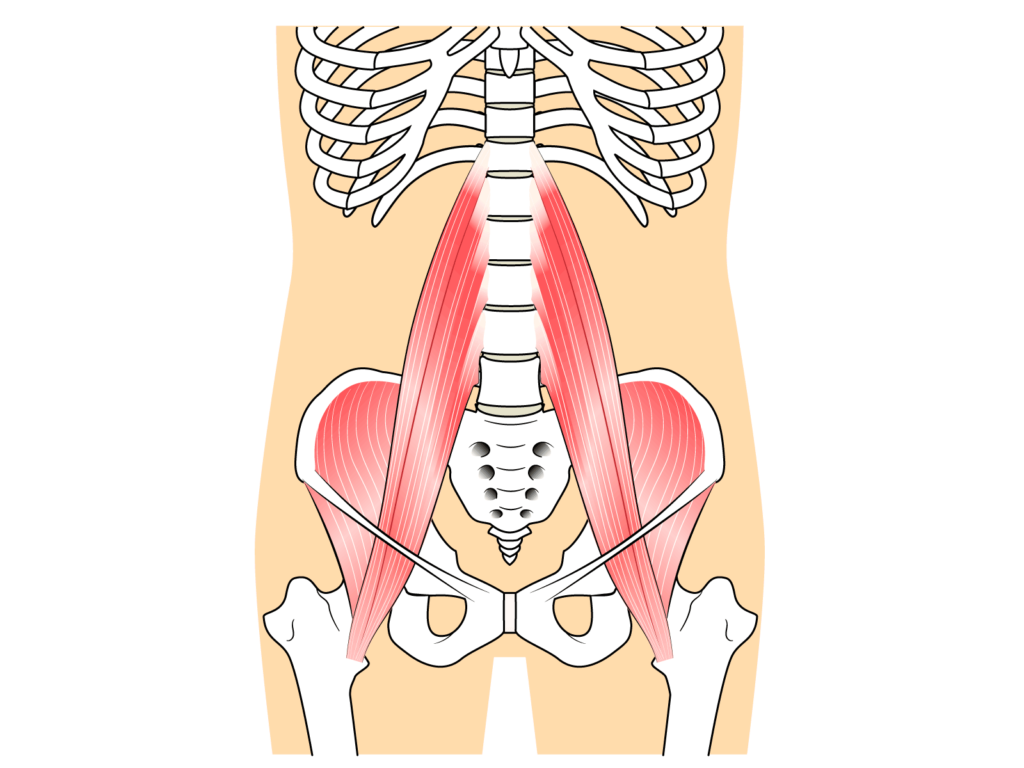 筋肉　腸腰筋
