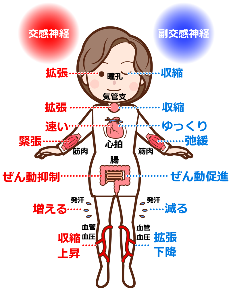 自律神経のバランス