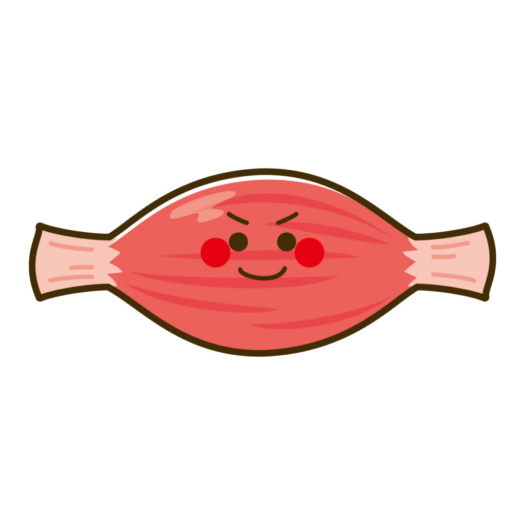 筋肉のキャラクター
