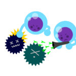 リンパ球とウイルス