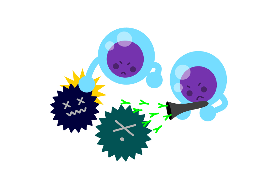 リンパ球とウイルス